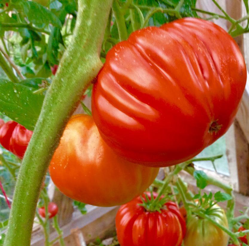 томаты рим отзывы фото