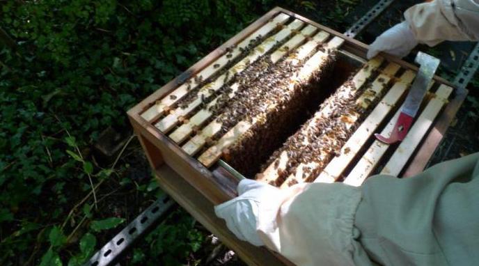 подкормка пчел на зиму сахарным сиропом 