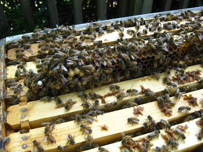 осенняя подкормка пчел сахарным сиропом 