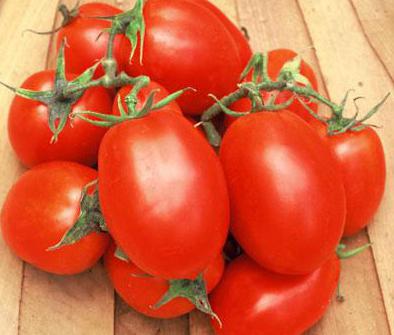 томат рома характеристика и описание сорта