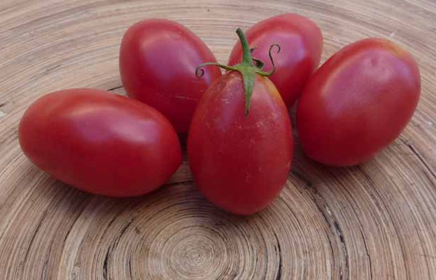 помидоры Чио Чио Сан фото