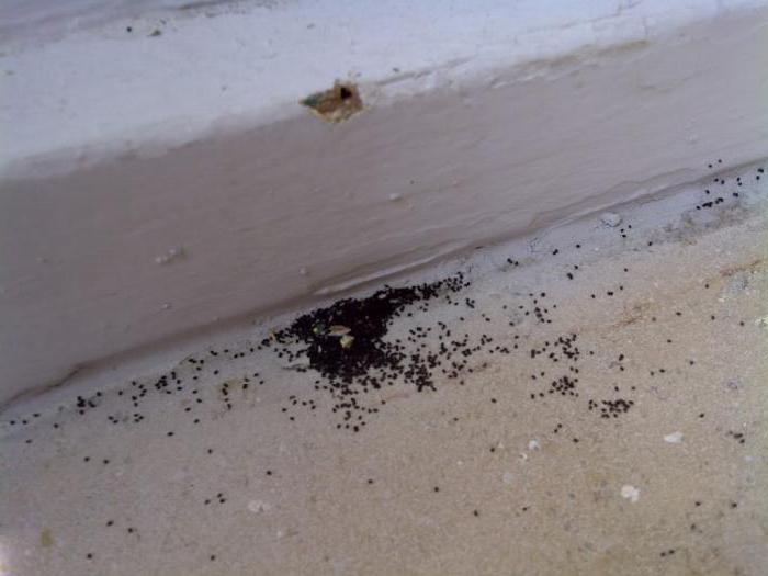 белые муравьи в квартире как вывести