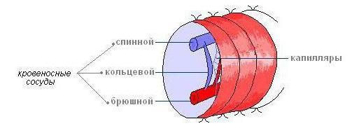 Какаяа кровеносная система у дождевого червя