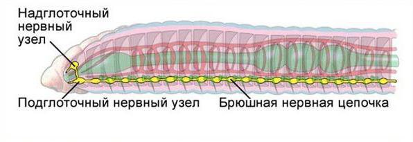 Пищеварительная, кровеносная и нервная система дождевого червя