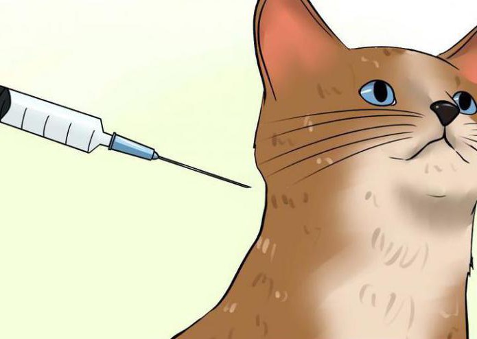 Вирусный лейкоз у кошек. Симптомы