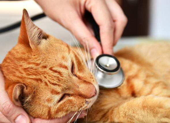 Лейкоз у кошек: симптомы и лечение 