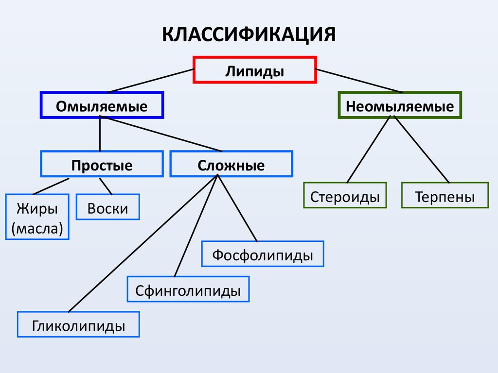 классификация видов