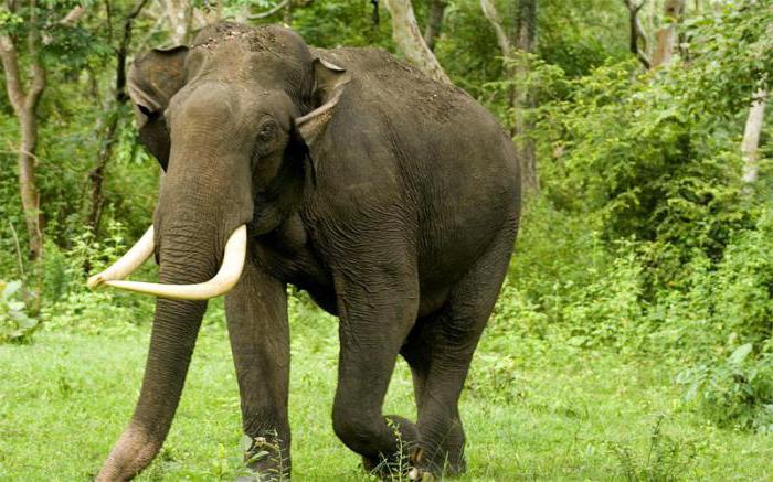 слон с бивнями фото