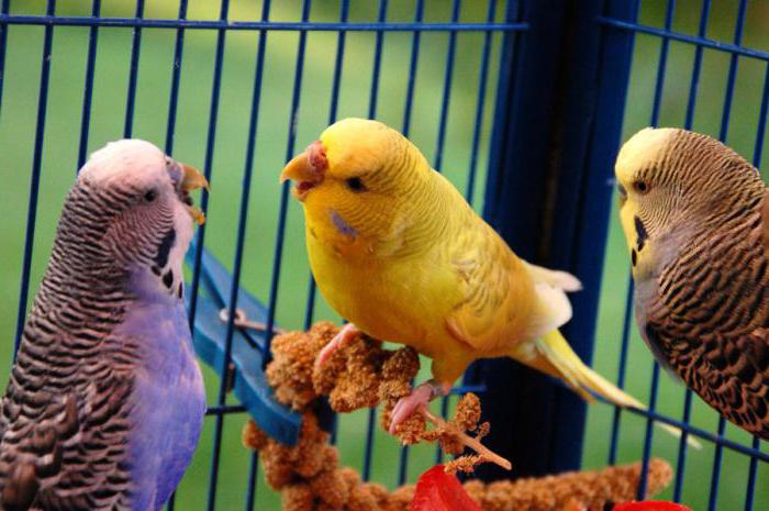 правильное питание для волнистых попугаев