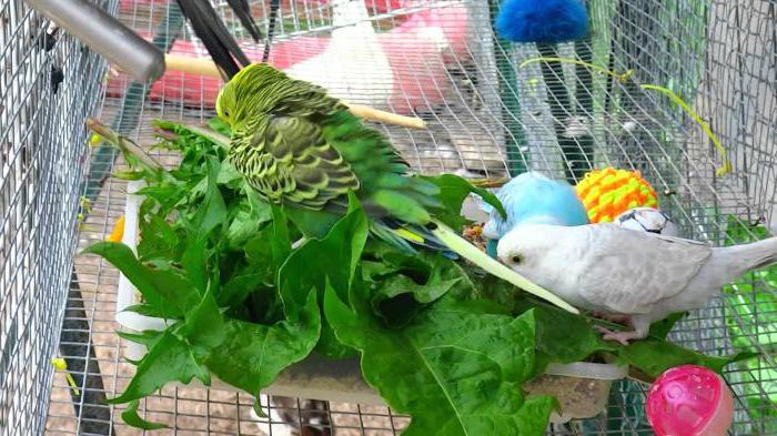 питание волнистых попугаев в домашних условиях