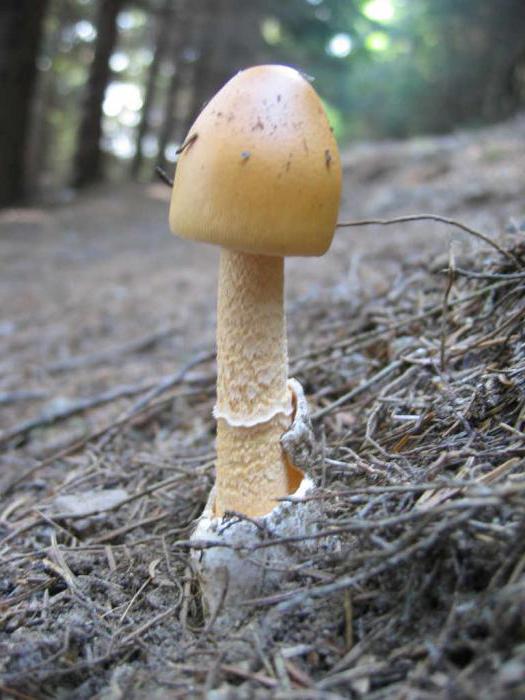 грибы толкачики фото и описание ложные