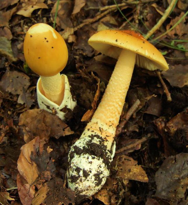 грибы толкачики фото и описание