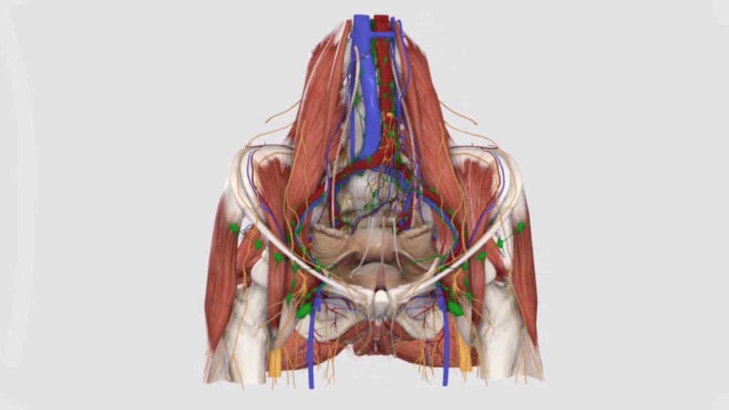 анатомия мышц головы