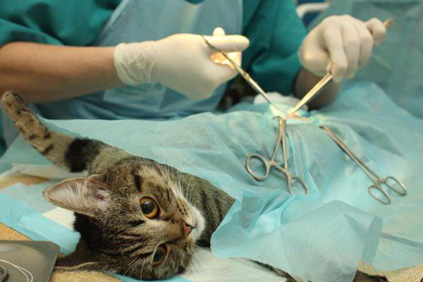 кастрация кота уход после операции