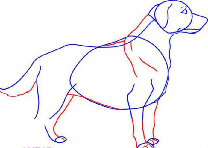  как нарисовать собаку лабрадора