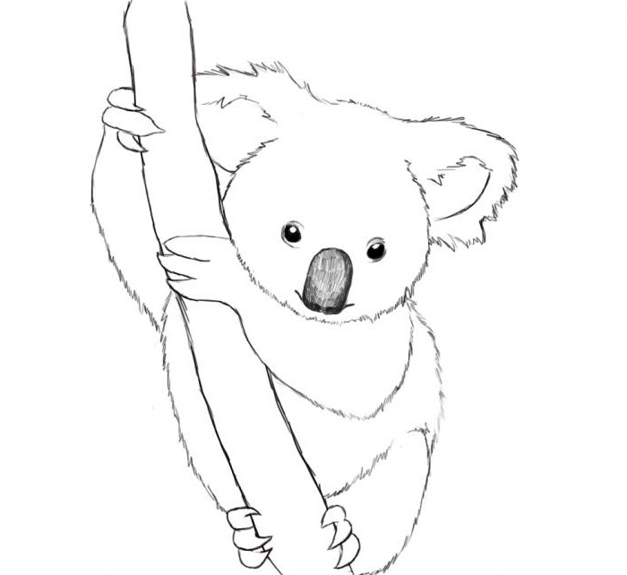 как нарисовать коалу