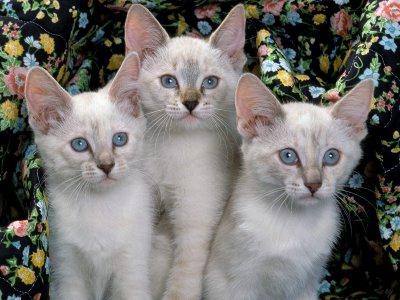 Сиамские коты фото