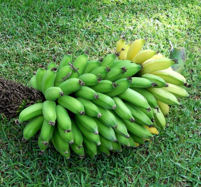 Как растет банан