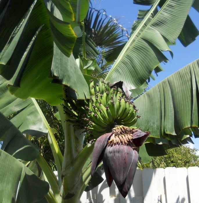 Бананы растут на пальмах