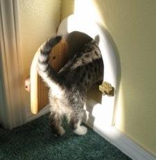Как сделать дверь для кошки