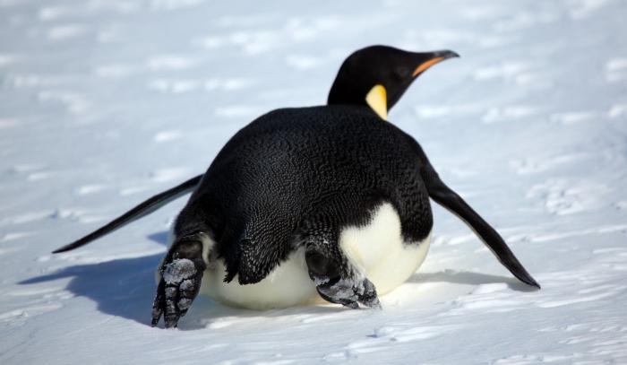 пингвин это млекопетающее