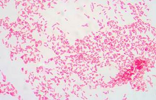 Грамотрицательные бактерии