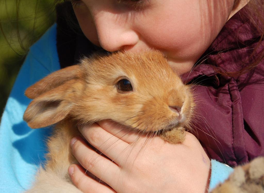 Аллергия на кролика у детей