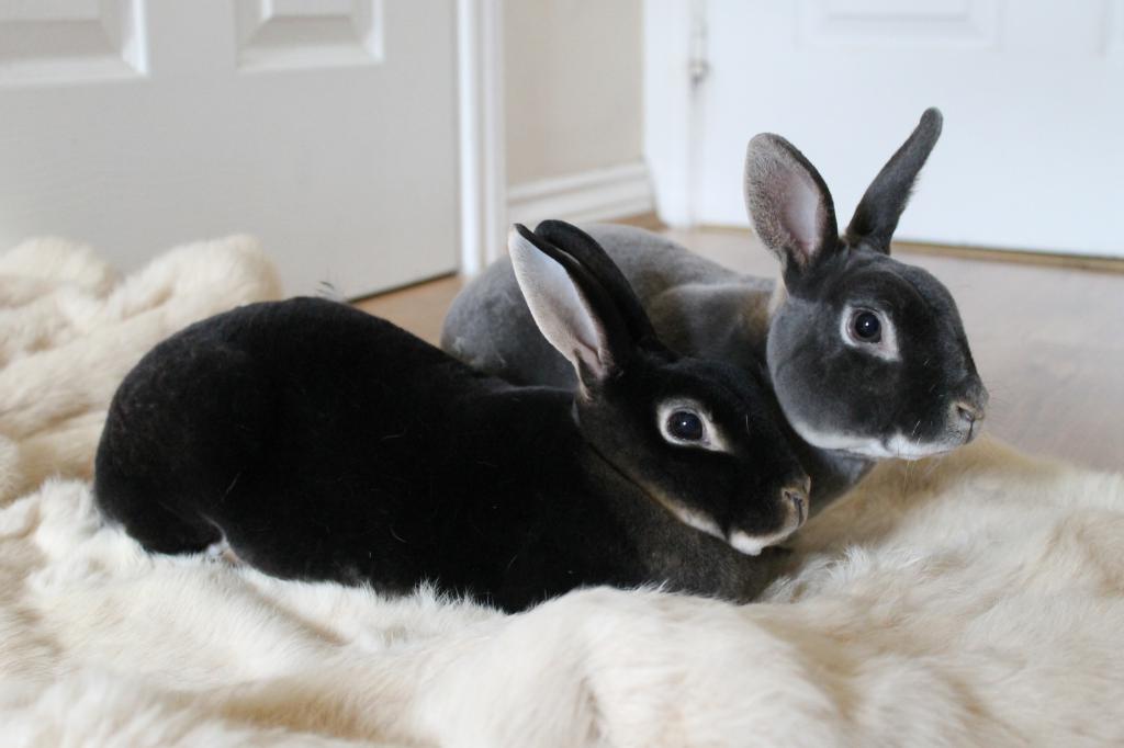 Кролики гладкошерстной породы