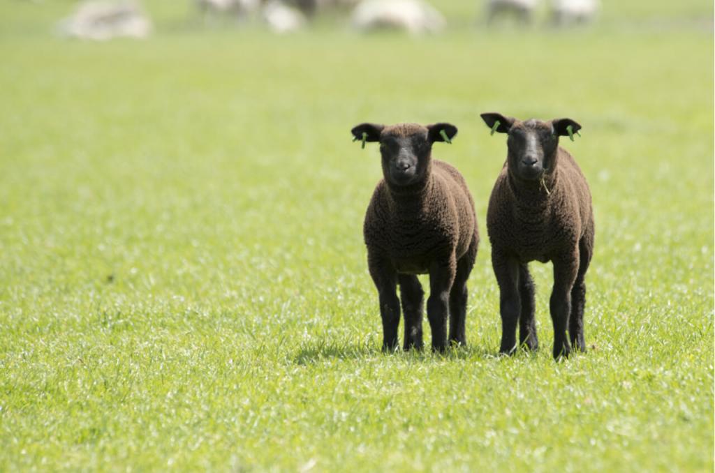 Продуктивность карачаевской породы овец