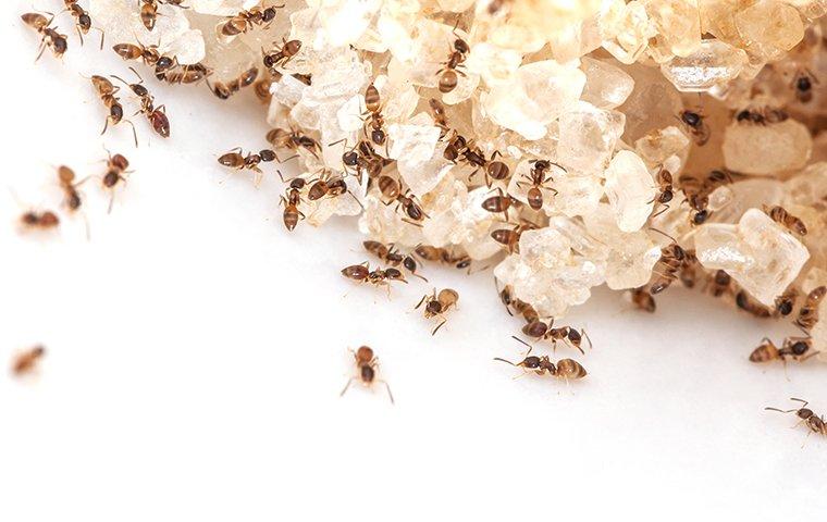 как избавиться от муравьев в квартире