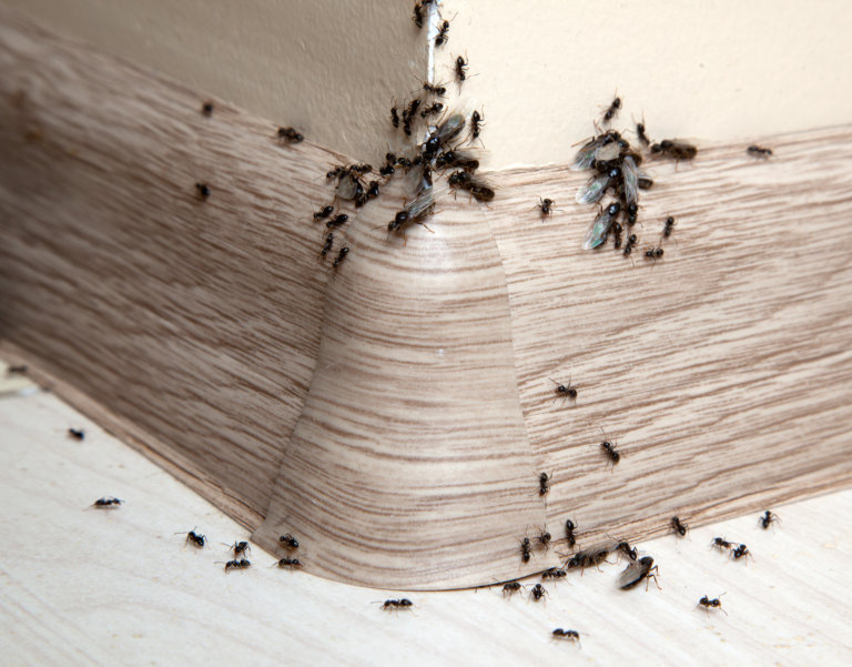 как избавиться от домашних муравьев
