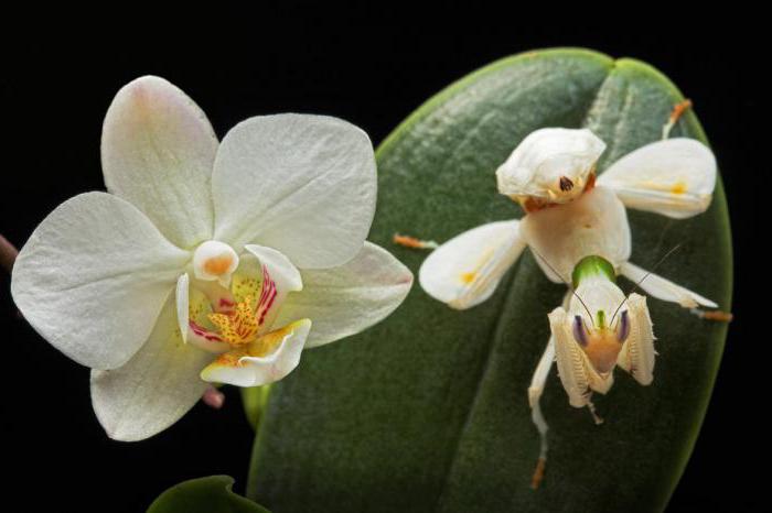 орхидейный богомол фото