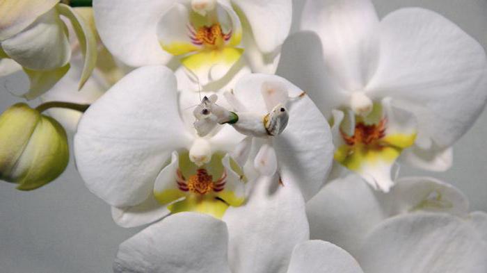 богомол орхидейный
