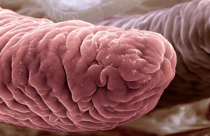 кишечные ворсинки в пищеварительном канале человека