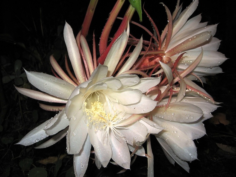 Epiphyllum Oxypetalum