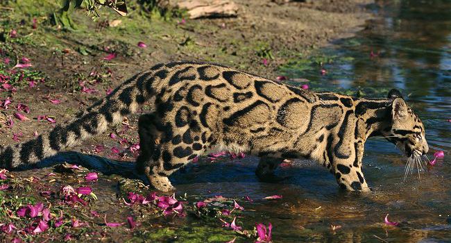Дымчатый леопард в дикой природе