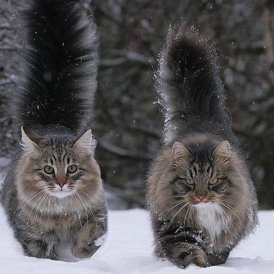 Порода кошек норвежских лесных