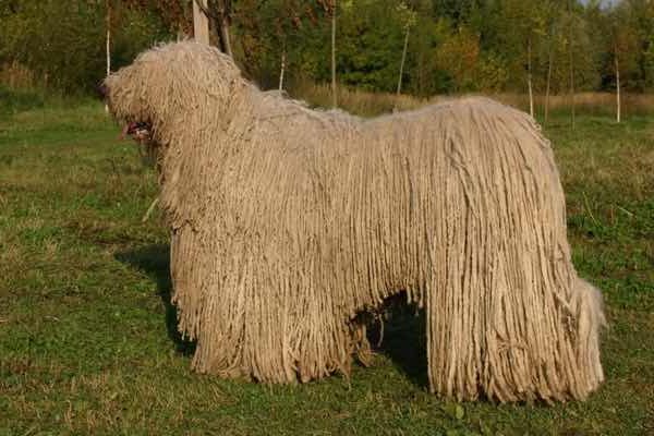 Венгерская овчарка комондор