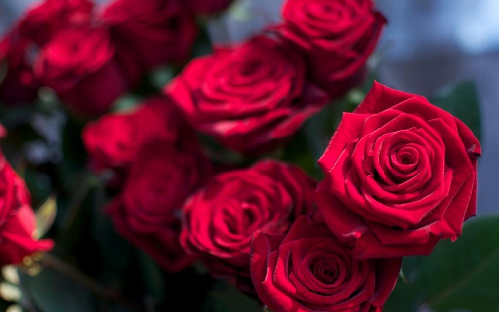 Розы к красной свадьбе