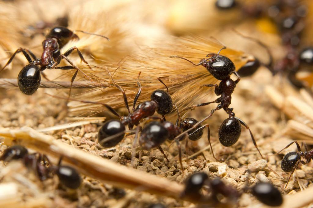 муравьи рабочие