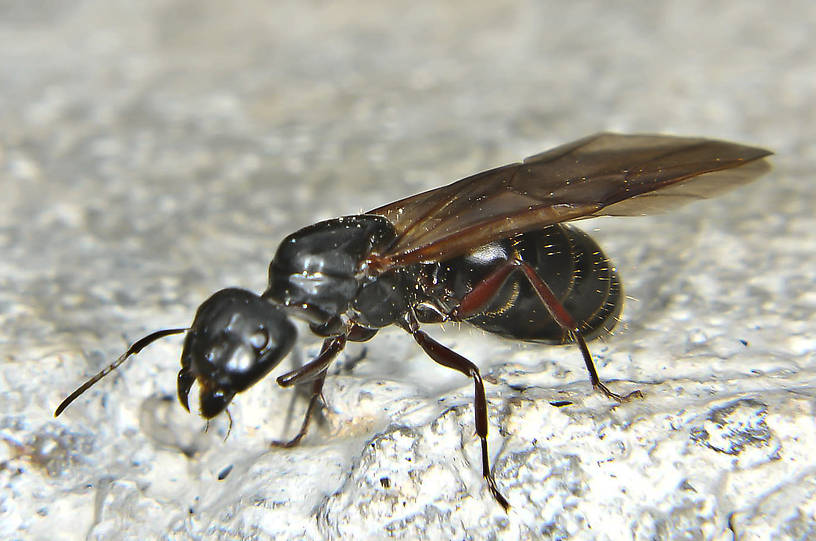 летающие муравьи