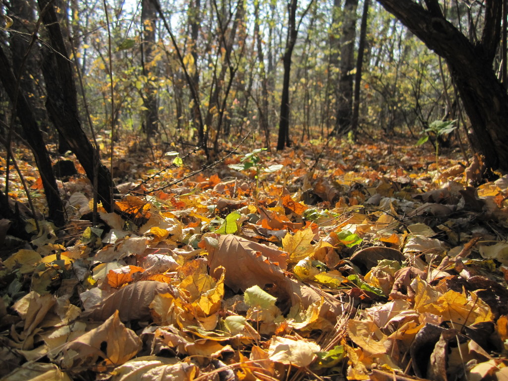 осень в дендрарии