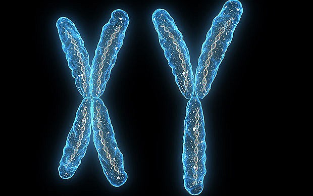 хромосомы человека