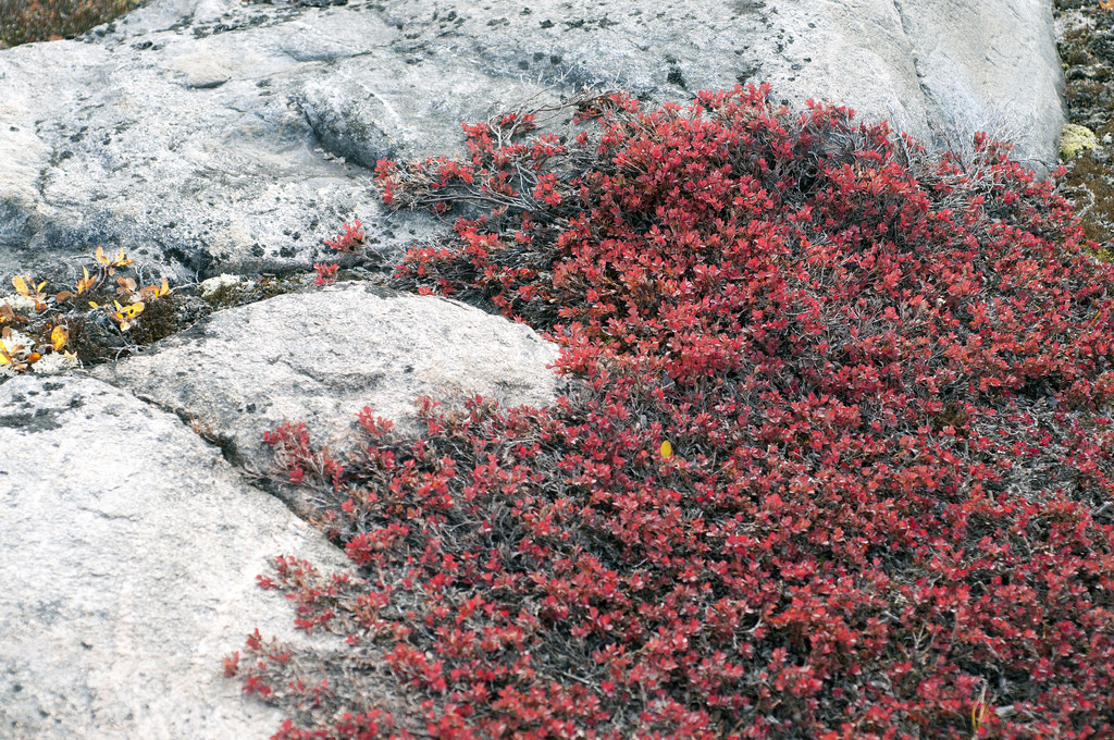 Растительность Гренландии