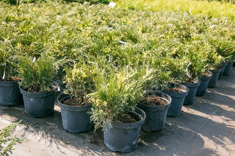 Juniperus virginiana Hetz Variegata