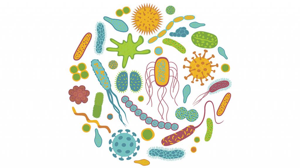 Полезные бактерии