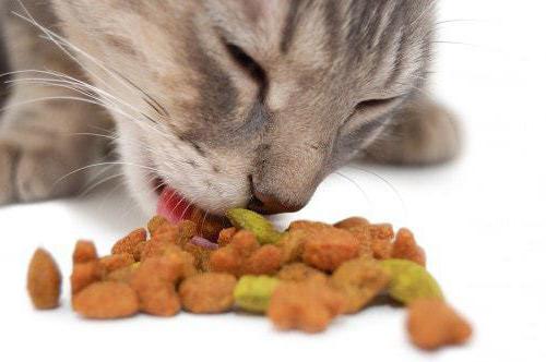 как приучить котенка к сухому корму
