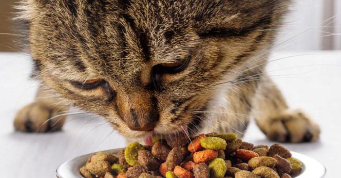 как котенка правильно приучить к сухому корму