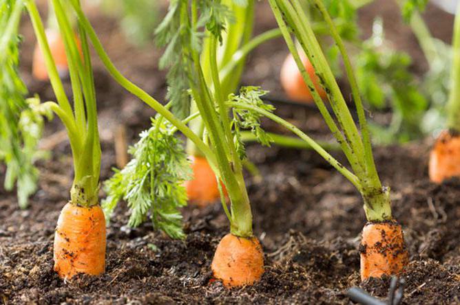 какие сорта моркови лучше сажать в открытый грунт