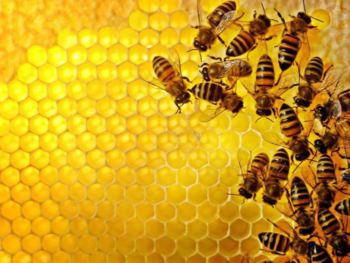 сроки обработки пчел бипином